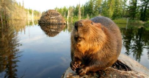 The Beaver As National Symbol: Why Is A Furry Mammal Still An Emblem Of Canada? | HuffPost Canada