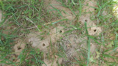 Honey Bee Nest In Ground