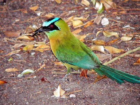 Photos of the Blue Crowned Motmot live around the Gatun Lake, Panama Canal