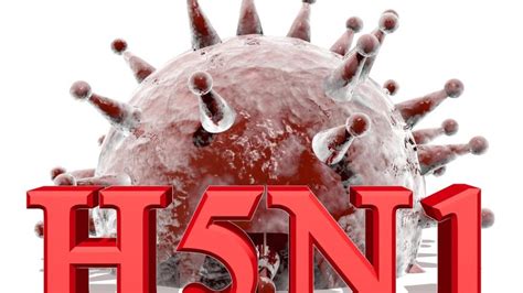 H5N1 Work Will Probably Continue