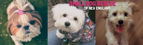 Small Dog Rescue of New England