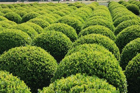 Dwarf English Boxwood for Sale at Garden Goods Direct | Dwarf english ...