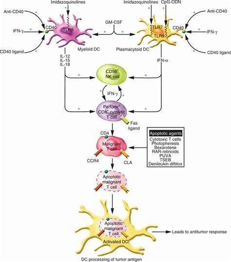 Cutaneous T-Cell Lymphoma | Plastic Surgery Key