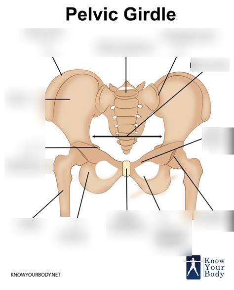 Pelvic Girdle part 2 Diagram | Quizlet