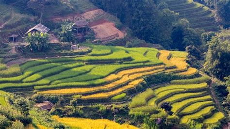 Hoang Su Phi rice terraced fields - a high mountain area - The Terrible ...