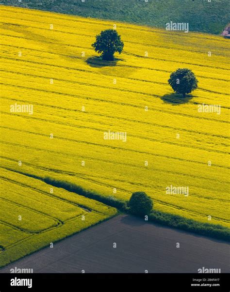 Aerial view of a rapeseed field with three ball trees at Gut Posthof in ...