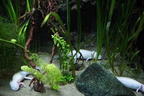 Axolotl Tank Mates (Good And Bad Mates) - Fish Article