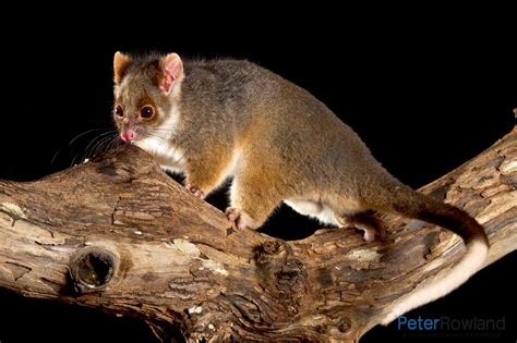 Common Ringtail Possum - Peter Rowland Photographer & Writer