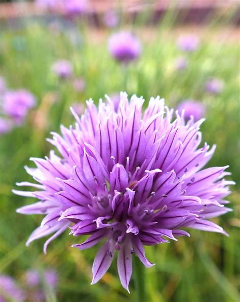 Edible flowers: Chive flower vinegar.