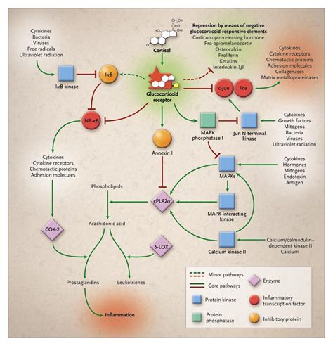 Antiinflammatory Action of Glucocorticoids — New Mechanisms for Old Drugs | NEJM