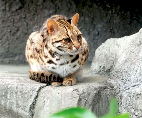 Berkeliaran Tanpa Induk, Dua Anak Kucing Hutan Ini Ditemukan Warga di Jambi - Mongabay.co.id ...