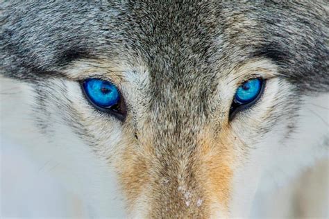 Gray Wolf Bright Blue Eyes Close Up Face Portrait Photo Wolf Posters ...