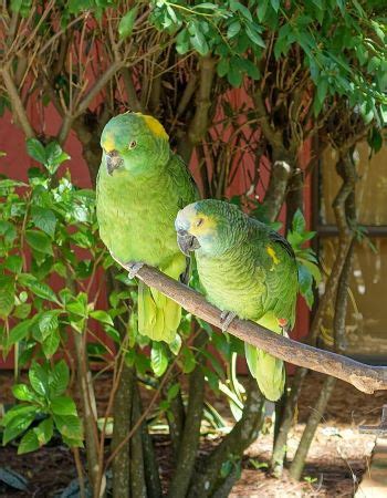 Parrot Species, Types & Lifespan | Study.com