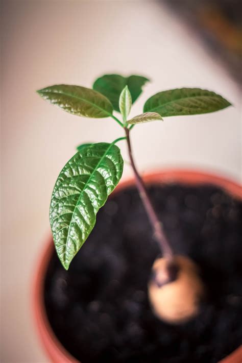 How to Grow Avocado Plants From Pits | Apartment Therapy