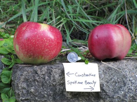 This Oregon Conservancy Is Helping Identify Rare Apple Varieties Lost To