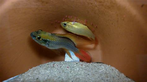 Apistogramma Agassizii Spawning On Camera - Fish Breeding - C.A.R.E.