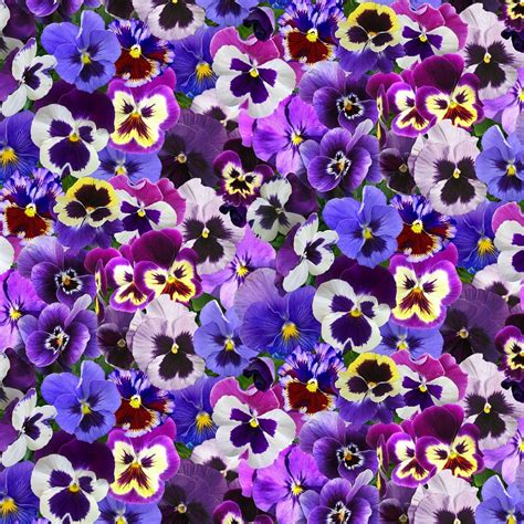 Purple Pansies 561 Elizabeth's Studio, Pansy Fabric, Quilt Fabric, Cotton Fabric, Floral Fabric ...