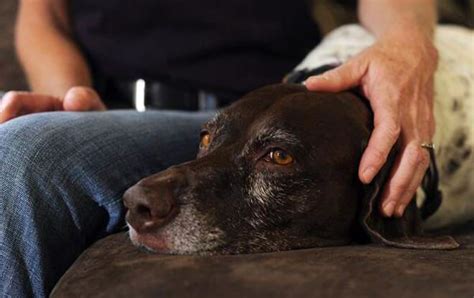 Dog euthanasia: What it is and how canine euthanasia is practiced