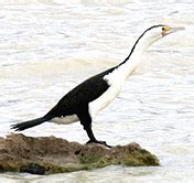 Pied Cormorant | BIRDS in BACKYARDS