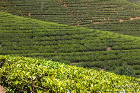 Sri Lanka tea garden mountains | Sri Lanka tea garden mounta… | Flickr