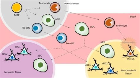 Guide to Dendritic Cell Markers - Medical Knowledege and News