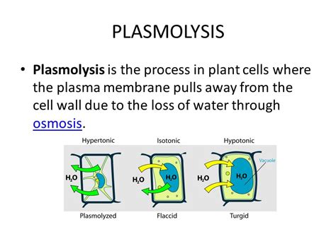 NCERT Class 9 Science Solutions: Chapter 5 the Fundamental Unit of Life ...