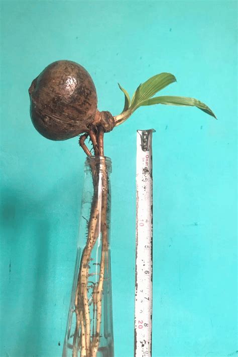 Baby Coconut Bonsaibaby | Pohon bonsai, Bonsai, Kelapa
