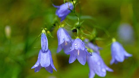 Discover The National Flower of Sweden: The Harebell - A-Z Animals