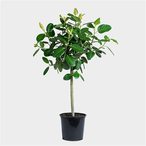 Greenery NYC | Ficus Audrey Care