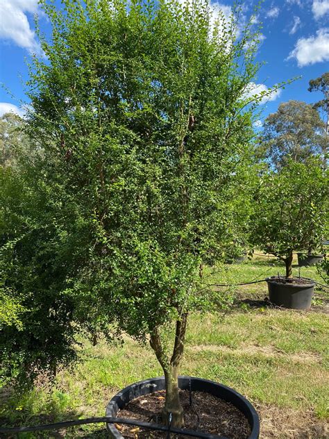 Native Australian Finger Lime - Designer Trees Australia