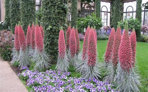 Bold and Beautiful: The Life of Echium Wildpretii | Longwood Gardens