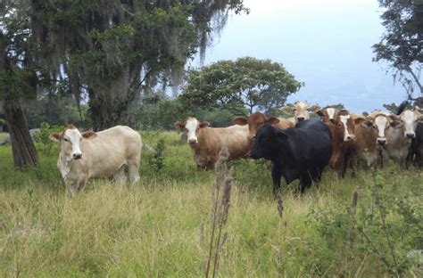 Breed make-up (Bos taurus x Bos indicus) Of the heifers used in the ...