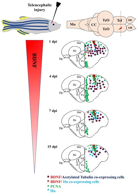 IJMS | Free Full-Text | BDNF, Brain, and Regeneration: Insights from ...