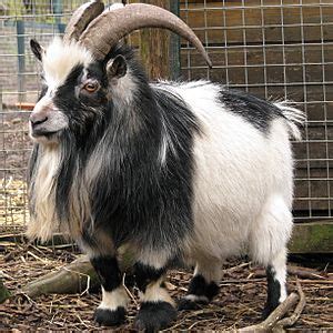 Pygmy (UK goat breed) Facts for Kids