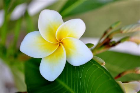 hawaiian flowers - Google Search | Flowers names and pictures, Hawaiian flowers, Flower names