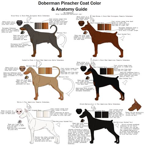 Doberman Pinscher Coat Color and Anatomy Guide by xLunastarx | Doberman ...