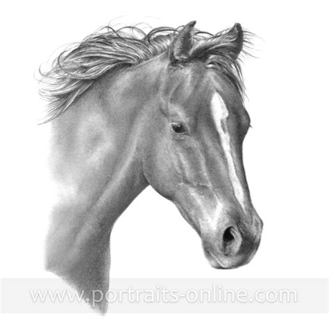 Pencil Drawings Of Quarter Horses - pencildrawing2019