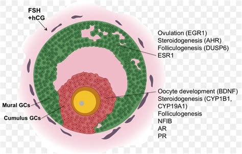 Granulosa Cell Antral Follicle Oocyte Gene Expression Profiling, PNG, 1619x1031px, Cell, Cell ...