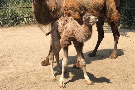 The Toronto Zoo just got a new baby animal and this might be the cutest ...