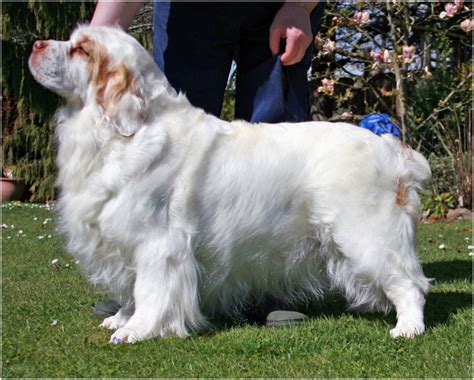 Clumber Spaniel - Puppies, Rescue, Breeders, Pictures, Temperament | Animals Breeds