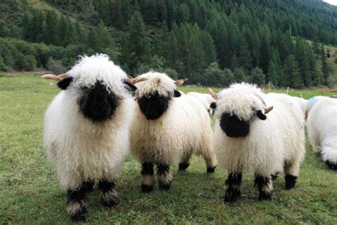 Valais Blacknose Sheep : r/aww