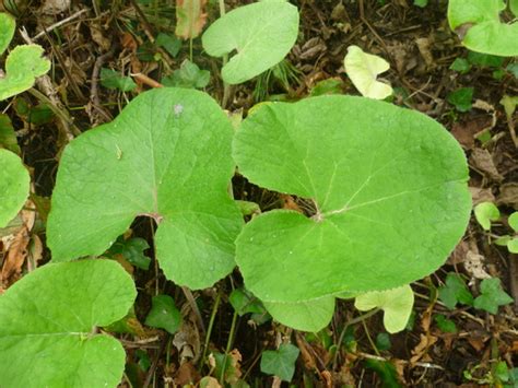 Can you identify this woodland plant? : Grows on You