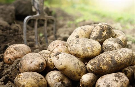 U.S. and Mexico: U.S. Potato Trade Ruling | AgAmerica