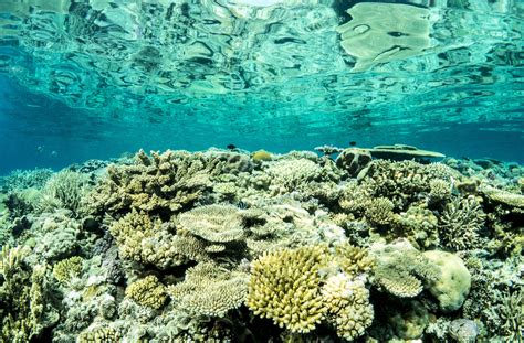 Key part of the Great Barrier Reef could boost wider regeneration • Earth.com