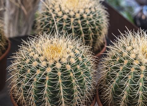 13 Types of Cactus Plants You Can Grow at Home - Bob Vila