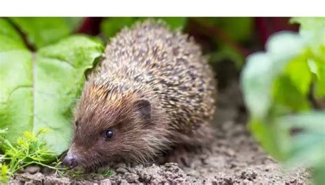 Do Hedgehogs Poop a Lot? [Care Guide for Pet Owners] – PetsBuilder