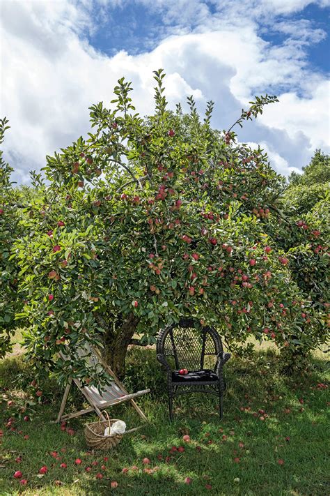 How to prune an apple tree – and when to do it | Homes & Gardens