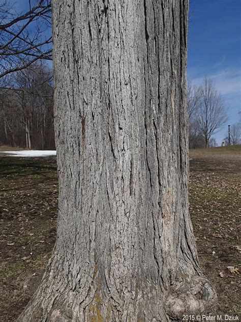 Ulmus rubra (Red Elm): Minnesota Wildflowers