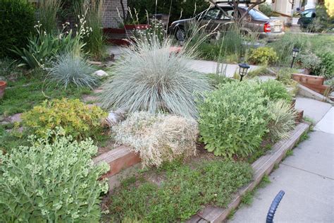 drought tolerant grasses | Drought tolerant grass, Garden landscaping, Plants