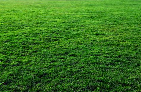 Seven Free Grass Textures or Lawn Background Images | www ...